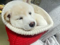 -逗柴咖啡屋·狗咖猫咖宠物桌游