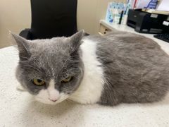 -瑞鹏宠物医院·普外科·影像科·皮肤科(城市山谷分院)