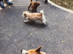 -景田北六街公园宠物主题园