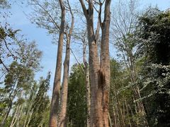 -中国科学院西双版纳热带植物园