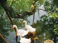 -东湖落雁景区