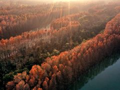 -上海海湾国家森林公园