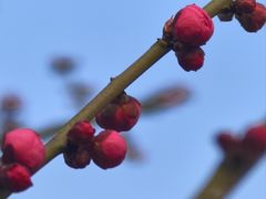 -重庆彩云湖湿地公园