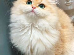 -欣宠猫屋·矮脚拿破仑·蓝金金渐层