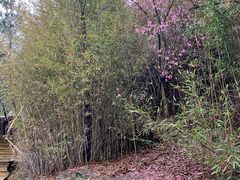 -大伊山景区