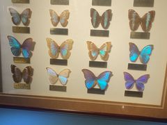 -上海昆虫博物馆