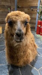 -Zoolung Zoolung动物主题公园(海信广场店)