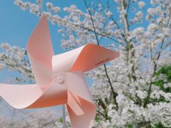 -顾村公园