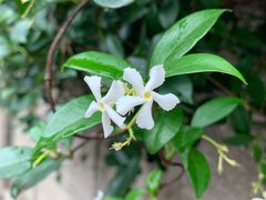 -叶氏麻糍(鼓浪屿店)