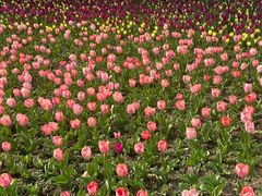 -上海鲜花港