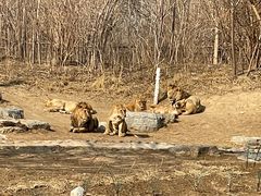 -北京野生动物园