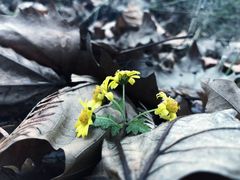 -山王坪喀斯特国家生态公园