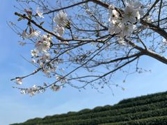 -午潮山国家森林公园