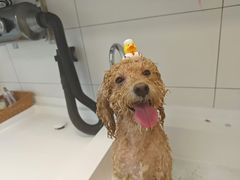 -帕帕拉兹宠物(亚洲旗舰店)