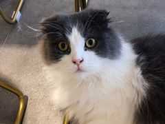 -飞行喵MR PILOT|猫舍·猫咖(静安大融城店)
