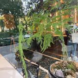 咖啡日记 | 甜蜜的印记[愉快]