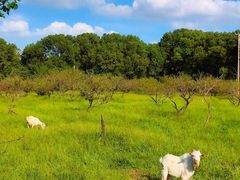 -蟹村草堂·苏式园林人文农家·大闸蟹