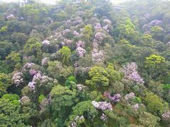 -梧桐山风景名胜区