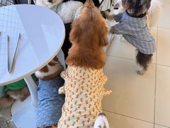 -怪兽屋·羊驼·猫咖·狗咖(俊华广场店)