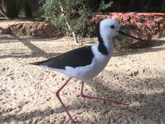 -费瑟代尔野生动物园