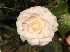 -南山植物园