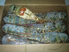 花龙虾-广州花园酒店-凌璇阁360度高空海鲜自助餐CAROUSEL