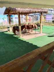 点击看大图 -萌宠亲子动物乐园(槐房万达店)