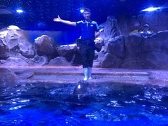 -芜湖新华联大白鲸海洋公园