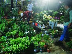-中环花鸟鱼虫市场
