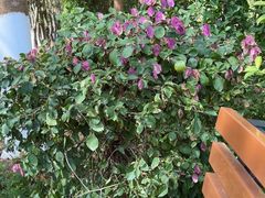 -广州白江湖森林公园