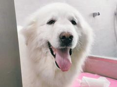 -宠福鑫康馨动物医院·骨科·眼科