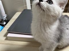 -艾吉宠物医院·疑难杂症转诊中心·猫友好(碧江路院)