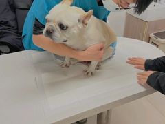 -艾贝尔宠物医院 ·中兽医·宠保定点(北门桥店)