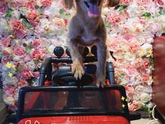 -百好乐宠物友好餐厅(朝外大街店)