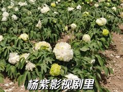 -曹州牡丹园