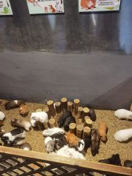 -酷嗒动物文化乐园(cutezoo西溪乐天城店)