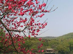 -紫霞湖公园