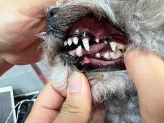 -宠福鑫康馨动物医院·骨科·眼科