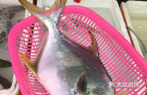 Golden Anchovy