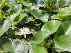-洛阳市隋唐城遗址植物园