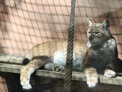 -青藏高原野生动物园