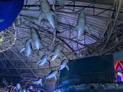 -烟台海昌鲸鲨海洋公园