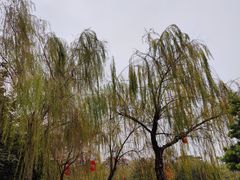 -映月湖公园