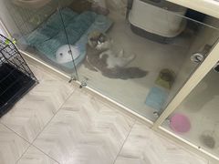 -Pets First伊珊娜洗护·精致美容·家庭式寄养(新会路店)