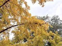 -三里屯东五街银杏大道