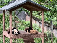 -中国大熊猫保护研究中心雅安碧峰峡基地