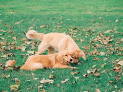 -趣多多宠物公园·宠物训犬学校·宠物寄养