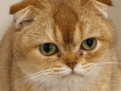 -楼上猫咖(罗湖店)