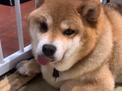 -逗柴咖啡屋·狗咖猫咖宠物桌游