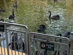 -深圳野生动物园